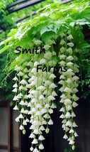 25 Seeds White Weeping Begonia Flowers Beautiful Hanging Basket Plant Fr... - $195.55 MXN