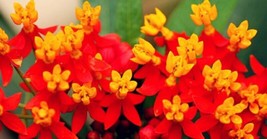 Bloomys Butterfly Bloodflower Milkweed Sunset Flower Seeds 100 SeedsUS Seller - £7.01 GBP