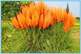 Hot-100 pcs/bag New Rare Colorful Pampas Grass .Ornamental Cortaderia Selloana B - £4.78 GBP