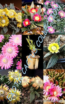 HOT SEEDS NANANTHUS MIX rare lithops mesembs succulent rocks living stones seed  - £10.42 GBP