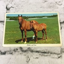 Vintage 1966 Postcard Horses Mother And Son Posted In Portland Oregon W/ Message - £5.56 GBP