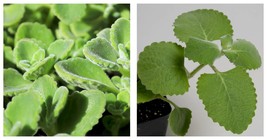 Spanish Thyme~2 Cuban Oregano~Mexican Mint~Well Rooted plant 5 to 7 Inches - £22.34 GBP