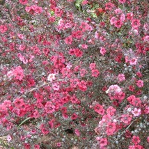 Manuka Tree Seeds Leptospermum Scoparium 10  Seeds US Seller Fast Shipping - $14.95