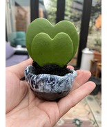 200 Seeds Hoya Kerrii Bonsai (Hoya Kerrii) Family Bonsai Gardening Suppl... - $21.80 CAD