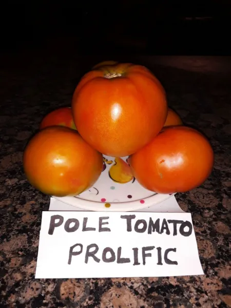 30 Seeds Large Red Pole Tomato. Heirloom. Open Pollinated Non Gmo Fresh Garden - £7.06 GBP