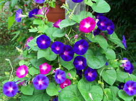 150 Morning Glory Seeds Mix Colors Garden Starts Ipomoea Seeds - FREESHIP - £39.95 GBP