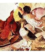 Ruffed Grouse Bird 1950 Lithograph Art Print Audubon Nature First Editio... - $558.99 MXN