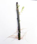 1 Hybrid Willow Rooted Cutting is One of the Fastest Growing Tree - $181.42 MXN