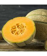 Honey Rock Melon Seeds Cantaloupe Sugar Rock - $4.47