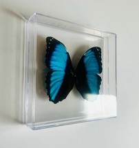 Real Butterfly Taxidermy Large Achilles Morpho in Acrylc Framel - $46.33