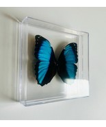 Real Butterfly Taxidermy Large Achilles Morpho in Acrylc Framel - $875.45 MXN