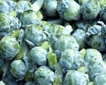 Brussel Sprouts Seeds 300 Long Island Vegetable Garden Culinary Fast Shi... - $8.99