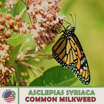 Grow In US 200 Common Milkweed Seeds Monarch Butterfly Attractor &amp; Host Plant - £8.17 GBP