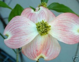 Cornus Florida Pink Flowering Dogwood Seeds Fresh Usa Seeds - £13.09 GBP