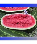 High Yields Legacy Long Red Watermelon Seeds Pack 20 Seeds Juicy Sweet L... - $10.23