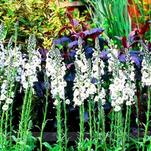 Veronica Spicata Noah Williams White Spiked Speedwell Flower Flower Seeds 50 See - £6.61 GBP