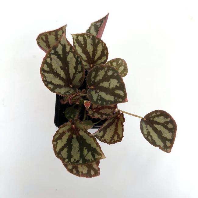 WWATER Begonia Luzonensis 3.5 Inch Pot USA Seller - $59.98