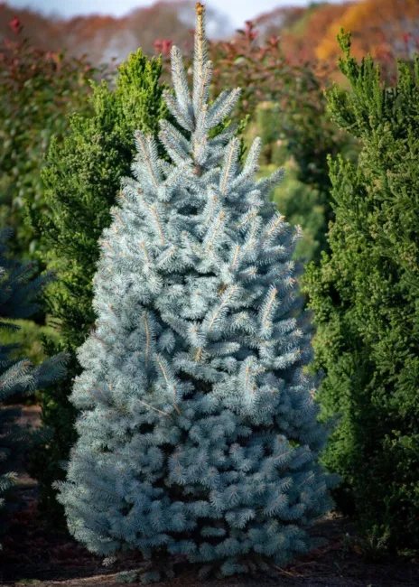 50 Seeds Colorado Blue Spruce Tree Picea Pungens Glauca Christmas Tree Fresh Gar - $19.98