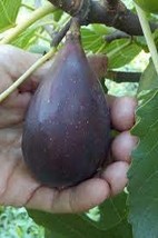 3 live cuttings - Ficus carica (Common fig * black) - zu peppe  *Fruit - £8.64 GBP
