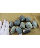 (tn-30) 10 medium natural Tagua Nut whole nuts craft Carving Dried plain... - $39.61 CAD