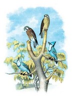 The Sparrow Hawk (Rusty-Crowned Falcon) by Theodore Jasper - Art Print - $21.99+