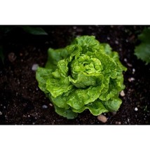 BPA Tom Thumb Lettuce Seeds Non-Gmo Heirloom |300  Fresh Garden Seeds - £6.75 GBP