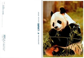 Washington D.C. Smithsonian National Zoo Panda Eating Bamboo VTG Postcard - £7.49 GBP