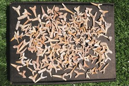 Educational Shark Teeth Fossils – Real Fossil Set for Kids, Schools &amp; Co... - €29,84 EUR
