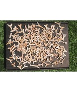 Educational Shark Teeth Fossils – Real Fossil Set for Kids, Schools &amp; Co... - $48.78 CAD