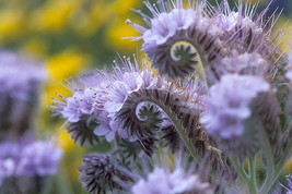 1165 Seeds Lacy Phacelia Purple Tansy Flower Fresh Seeds Fast Shipping - $8.99