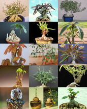 BONSAI PLANTS MIX rare base plant exotic caudiciform succulents caudex  20 seeds - £7.07 GBP