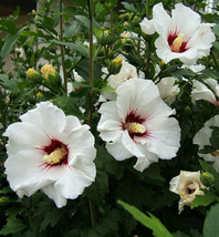 White Rose Of Sharon 50 Seeds Hardy Hibiscus Syriacus Mariesgreen USA Seller Gar - £6.52 GBP