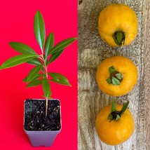 Pitomba BIG Fruit Selection Eugenia Luschnathiana Pot Starter Starter Tr... - £21.64 GBP