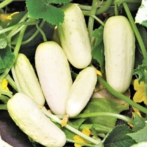 White Wonder Cucumber Seeds Ivory King Long Albino Jack Frost Landreths White Sl - £7.39 GBP