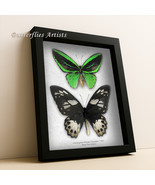 Emerald Birdwing Ornithoptera Priamus Poseidon Pair Butterflies Framed S... - $256.72 CAD