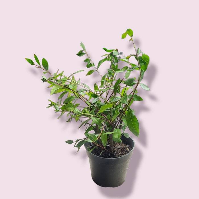 Henna Plant Hennatree Live USA Gardening Fast Shipping - $50.42