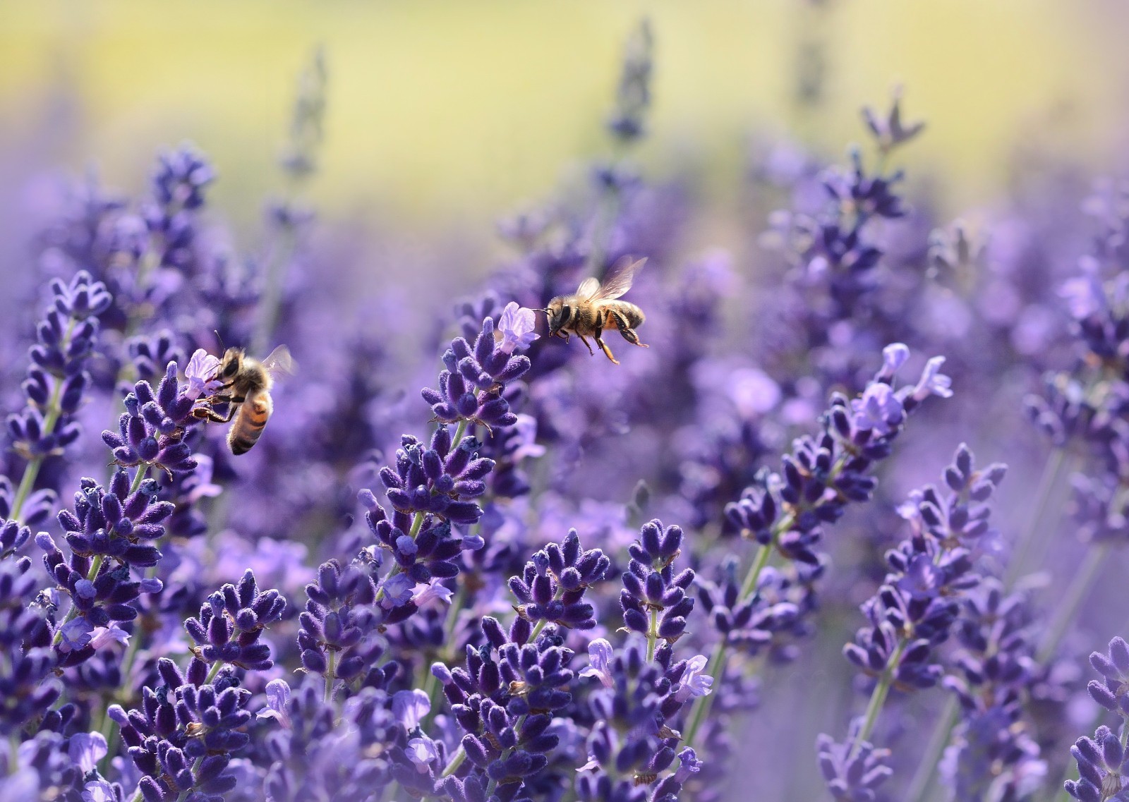 Lavender Seeds Vera English Fresh Gardening Item image 2