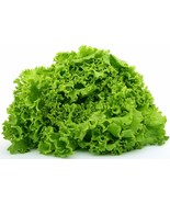 700 Seed Green Ice Leaf Lettuce - $8.38