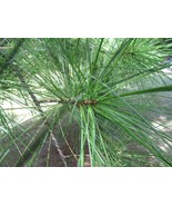 SEEDS -Native Evergreens for Bonsai, Shade: White Pine Pinus & Balsam Fir Abies - $5.49 - $9.51