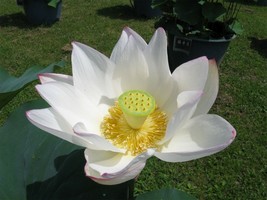 Nelumbo Nucifera White Lotus 5 Seeds USA Fast Shipping - £22.00 GBP