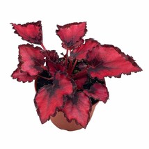 Red Robin, Begonia Rex, Dark 4 inch Painted-Leaf Begonia, Unique Exclusive - £14.78 GBP