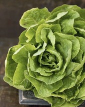 HGBO 1000 Seeds Lettuce Seeds Buttercrunch Heirloom Non Gmo From US - $8.72