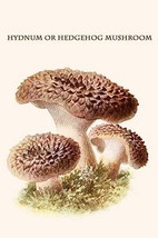 Hydnum Or Hedgehog Mushroom By Edmund Michael #2 - Art Print - £17.57 GBP+