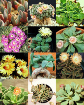 ALOINOPSIS MIX, succulent mesembs mixed living stones rocks plant seed  20 SEEDS - £7.20 GBP