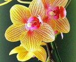Yellow Pink Orchids Flowers Garden Plant 25 Seeds - £4.65 GBP