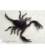 Real Australian Rainforest Scorpion Liocheles Waigiensis Entomology Shad... - $72.47 CAD