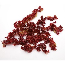 Pure Herbs: Dulse -  4 oz. (Natural Herbal Extracts) image 3