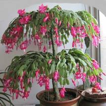 25 Christmas Cactus Flowering Seeds Tree Garden Plants - £10.77 GBP