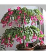 25 Christmas Cactus Flowering Seeds Tree Garden Plants - $13.75