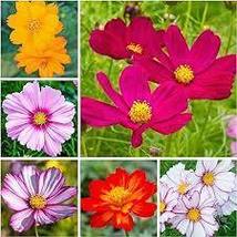 FREE SHIPPING 140 Cosmos Flowers Seed Mix 10 Beautiful Cosmos Varieties Colorful - £9.58 GBP